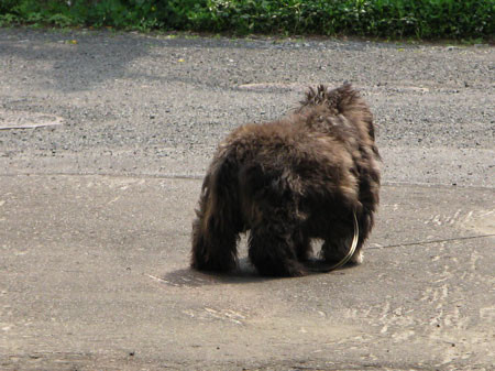 f:id:elmikamino:20080522200908j:image