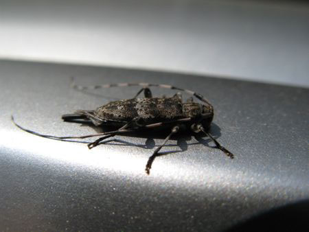 f:id:elmikamino:20080524111732j:image