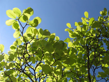 f:id:elmikamino:20080528165129j:image