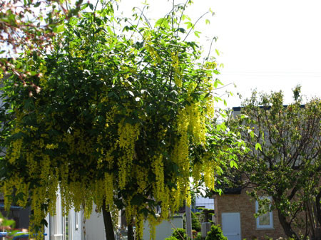 f:id:elmikamino:20080528165130j:image