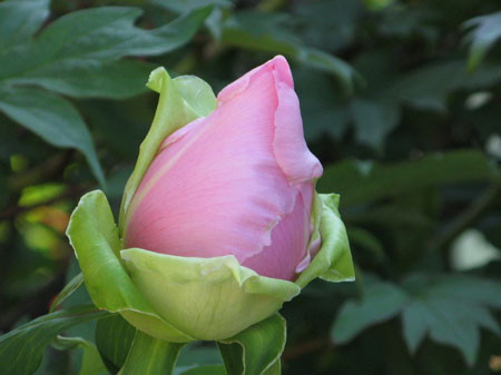 f:id:elmikamino:20080528165131j:image