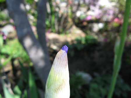 f:id:elmikamino:20080528165132j:image