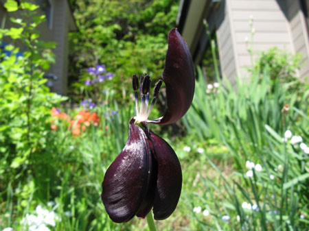 f:id:elmikamino:20080528165134j:image