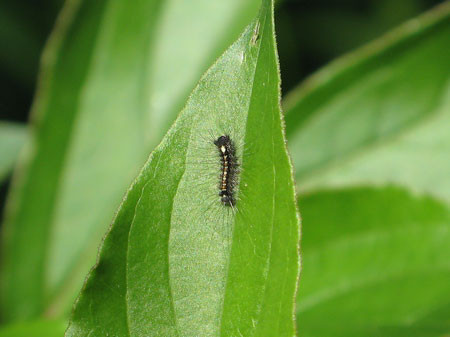 f:id:elmikamino:20080528165135j:image