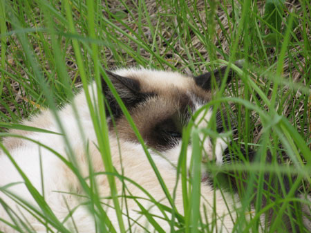 f:id:elmikamino:20080529225109j:image