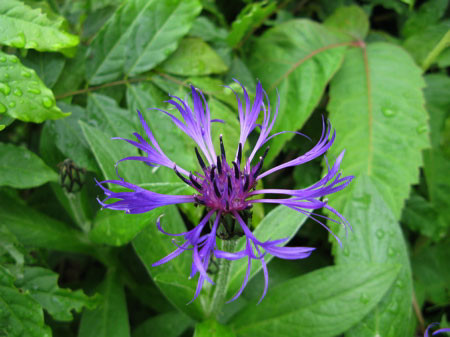 f:id:elmikamino:20080607104742j:image f:id:elmikamino:20080607104742j:image