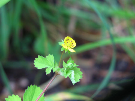 f:id:elmikamino:20080608123142j:image