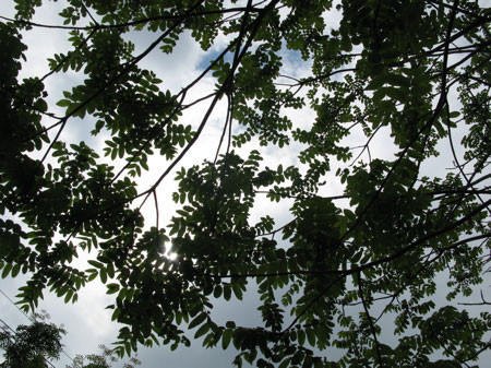 f:id:elmikamino:20080608123143j:image