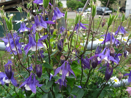f:id:elmikamino:20080608123145j:image