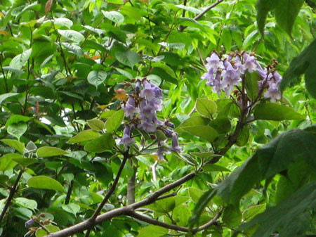 f:id:elmikamino:20080608123146j:image