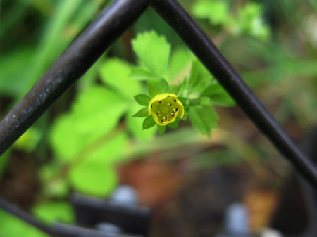 f:id:elmikamino:20080608123148j:image