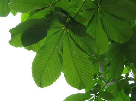 f:id:elmikamino:20080617210912j:image