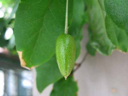 f:id:elmikamino:20080624222248j:image f:id:elmikamino:20080624222248j:image