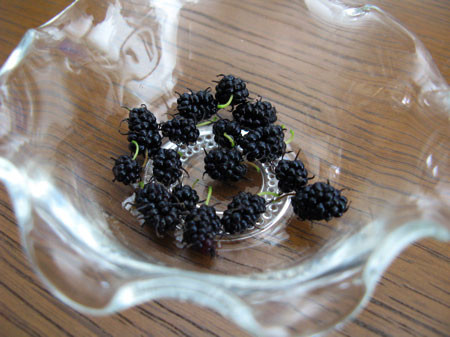 f:id:elmikamino:20080628110958j:image