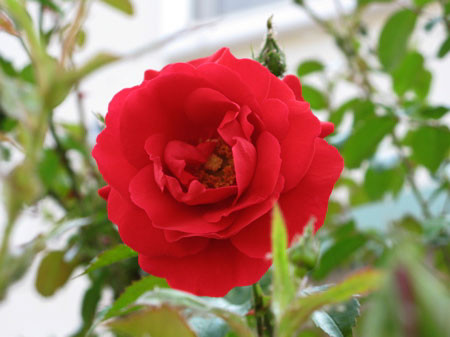 f:id:elmikamino:20080628111106j:image