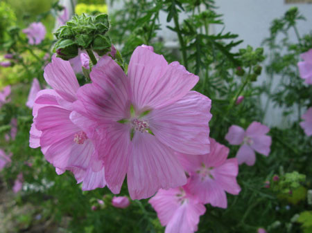 f:id:elmikamino:20080628111120j:image
