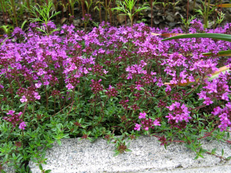 f:id:elmikamino:20080701223142j:image