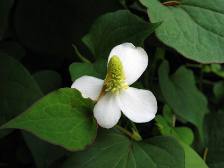 f:id:elmikamino:20080701223143j:image
