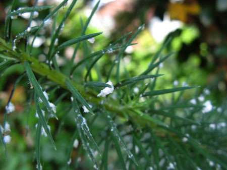 f:id:elmikamino:20080701223144j:image