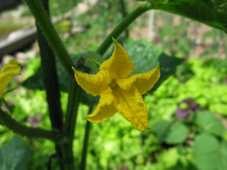 f:id:elmikamino:20080701223146j:image