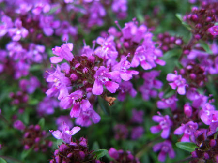 f:id:elmikamino:20080701223148j:image