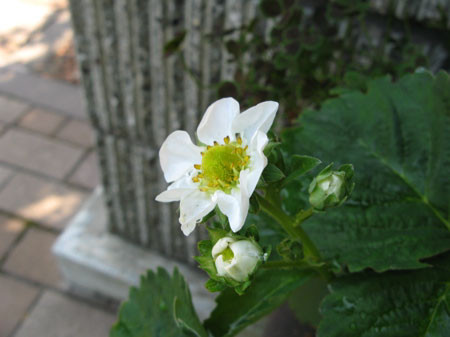 f:id:elmikamino:20080702144151j:image