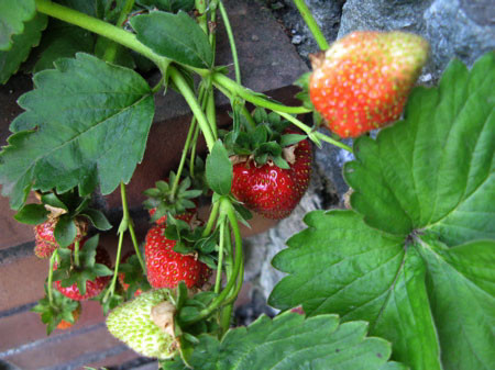 f:id:elmikamino:20080702144152j:image