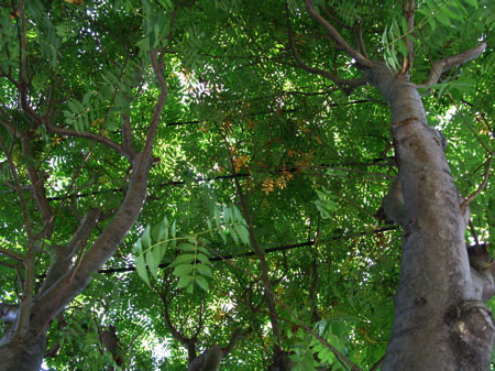 f:id:elmikamino:20080702144153j:image