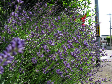 f:id:elmikamino:20080705140814j:image
