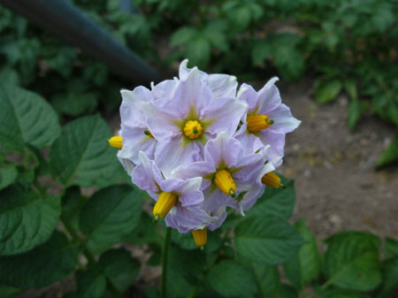 f:id:elmikamino:20080705140815j:image