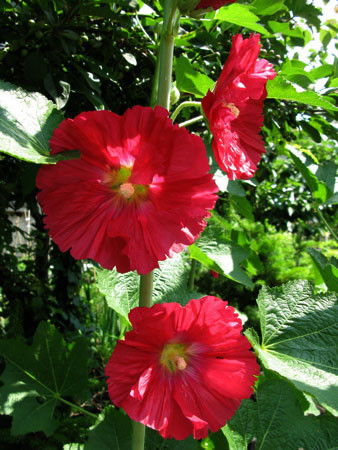 f:id:elmikamino:20080705140821j:image