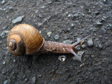 f:id:elmikamino:20080723090506j:image