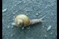 f:id:elmikamino:20080723171140j:image