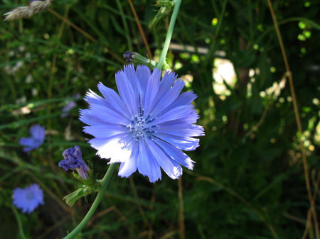 f:id:elmikamino:20080807202600j:image