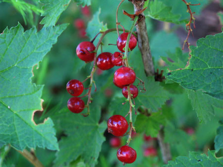 f:id:elmikamino:20080807202601j:image