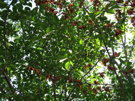 f:id:elmikamino:20080807202602j:image