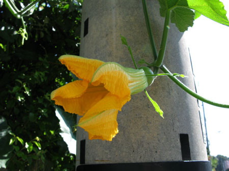 f:id:elmikamino:20080807202604j:image