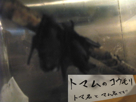 f:id:elmikamino:20080812220612j:image