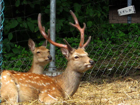 f:id:elmikamino:20080812220617j:image