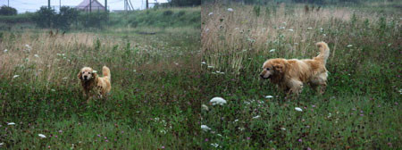 f:id:elmikamino:20080814223636j:image