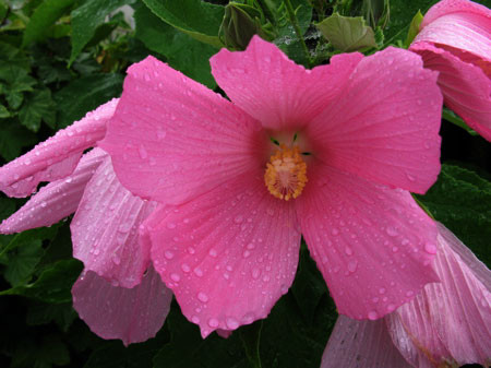 f:id:elmikamino:20080820102507j:image
