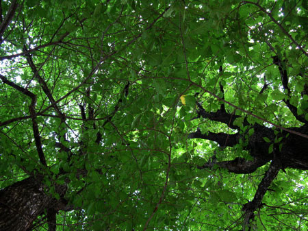 f:id:elmikamino:20080820154334j:image