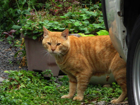 f:id:elmikamino:20080820154338j:image