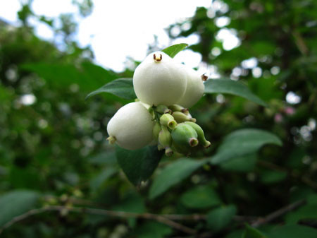 f:id:elmikamino:20080821115250j:image
