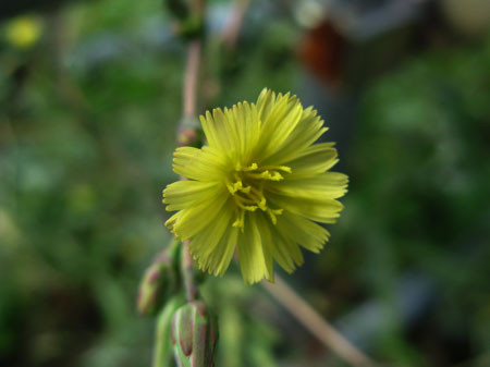f:id:elmikamino:20080821115251j:image