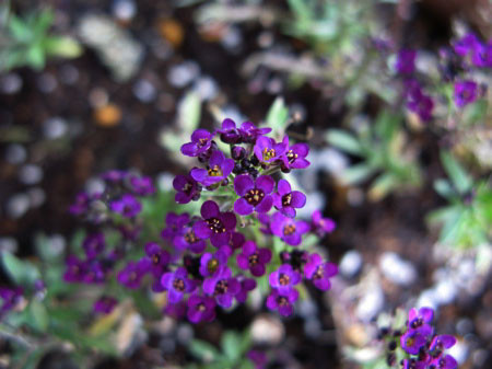 f:id:elmikamino:20080821142453j:image