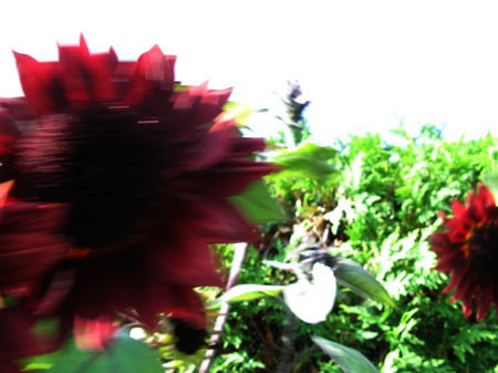 f:id:elmikamino:20080826174533j:image