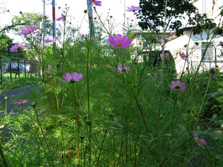 f:id:elmikamino:20080826174537j:image