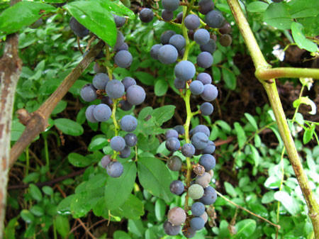 f:id:elmikamino:20080830103811j:image
