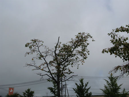 f:id:elmikamino:20080830103814j:image